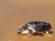 Tortuga boba juvenil en el Centro de Recuperación de Fauna Silvestre de El Valle, Región de Murcia