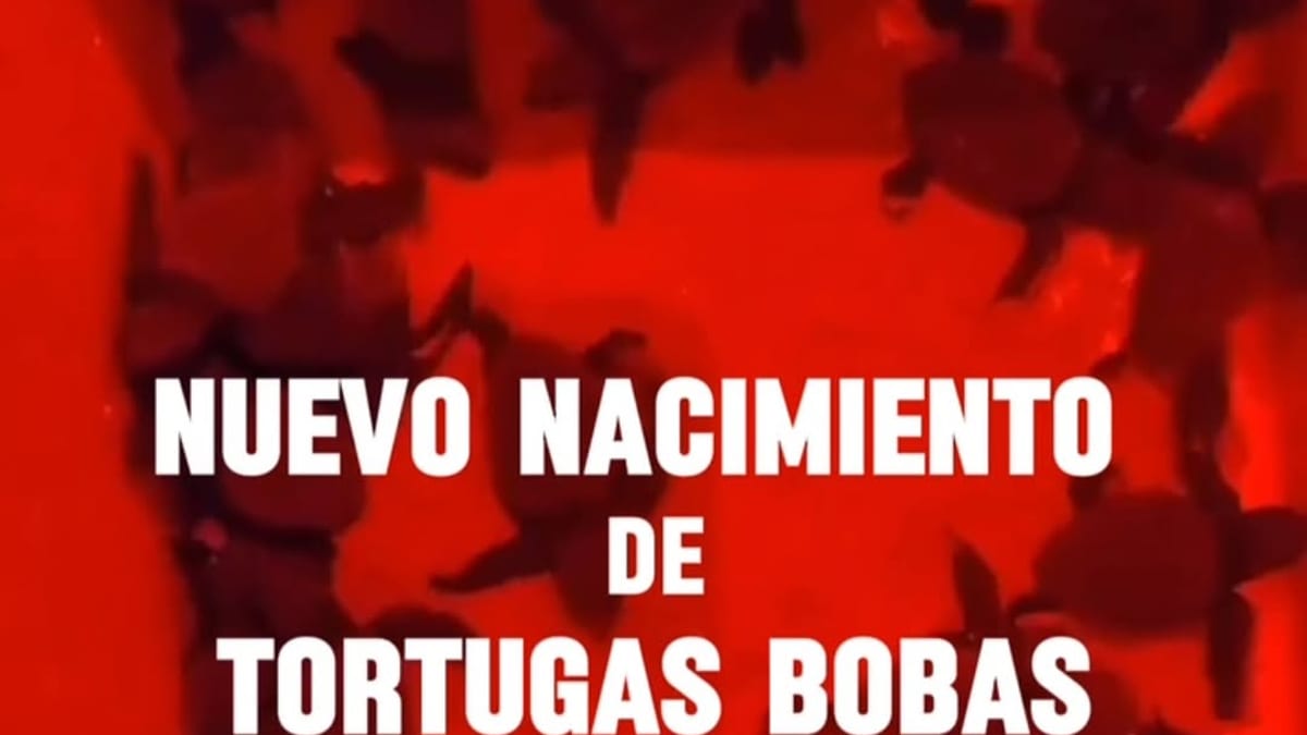 Neonatos de tortuga boba recién nacidos en La Manga, Murcia