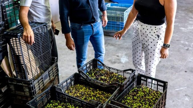 La almazara de Pozo Negro comienza a entregar el aceite de la campaña 2026 Aceite majorero recién elaborado en la almazara de Pozo Negro, campaña 2026