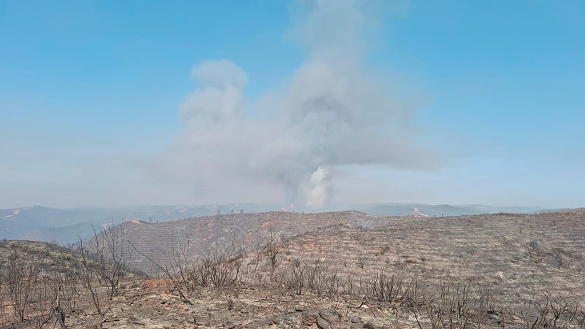 Zona afectada por el incendio forestal de Niebla en Huelva