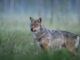 Lobo en su hábitat natural en Asturias