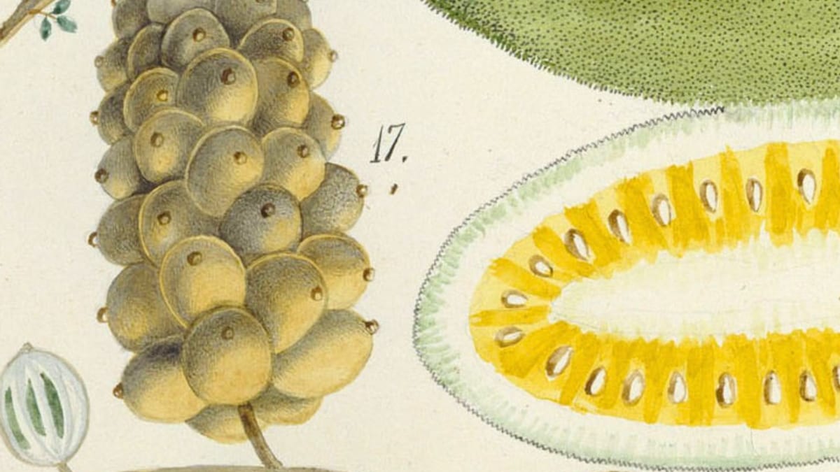 Acuarela histórica de frutas cortadas del artista José Honorato Lozano del siglo XIX, disponible en la colección digital de la Biblioteca Nacional de España
