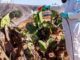 Plan de choque del Cabildo de Fuerteventura contra la cochinilla mexicana que afecta a las tuneras de la isla