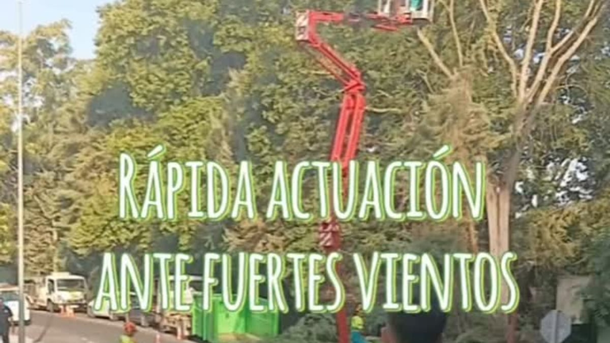 Equipo de parques y jardines retirando árboles dañados por el temporal en Cáceres