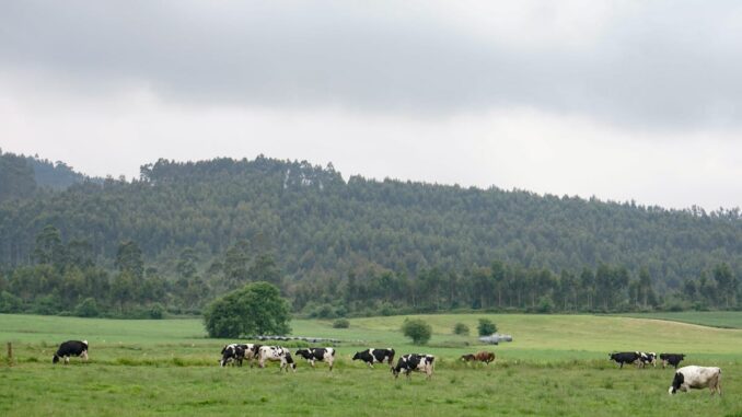 Levanta restricciones por tuberculosis bovina en Herrerías y San Vicente en C... Vacas pastando en prado verde de la zona rural de Cantabria