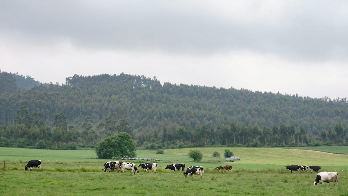 Vacas pastando en prado verde de la zona rural de Cantabria