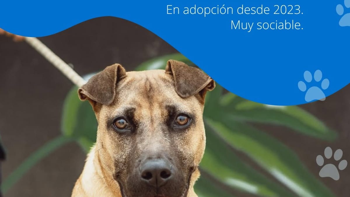 Firulais, perro sociable en adopción del Centro Municipal de Acogida de Huelva, nacido en 2023
