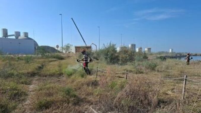 Trabajos de restauración ambiental de Medicago citrina en las instalaciones de la Autoridad Portuaria de Castellón
