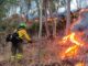 Operativo de emergencias trabajando en la extinción del incendio forestal de Niebla