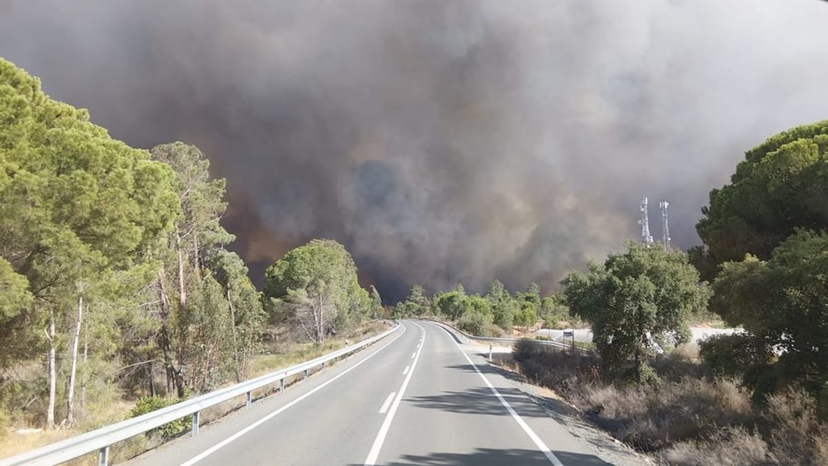 Carretera con árboles a ambos lados y humo del incendio forestal de Niebla al fondo