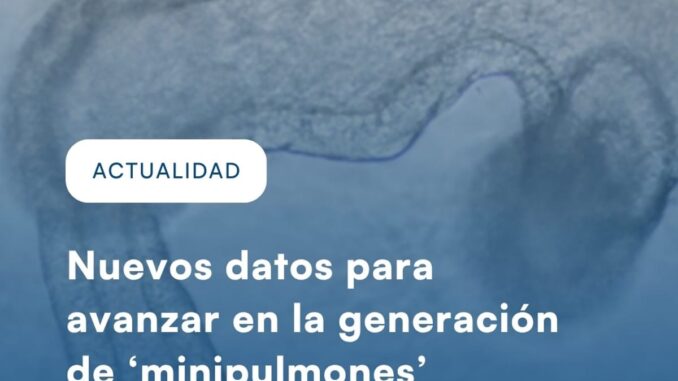 Investigadores del ISCIII desarrollan 'minipulmones' en laboratorio para biomedicina Investigadores del ISCIII trabajan en la generación de organoides pulmonares para investigación biomédica