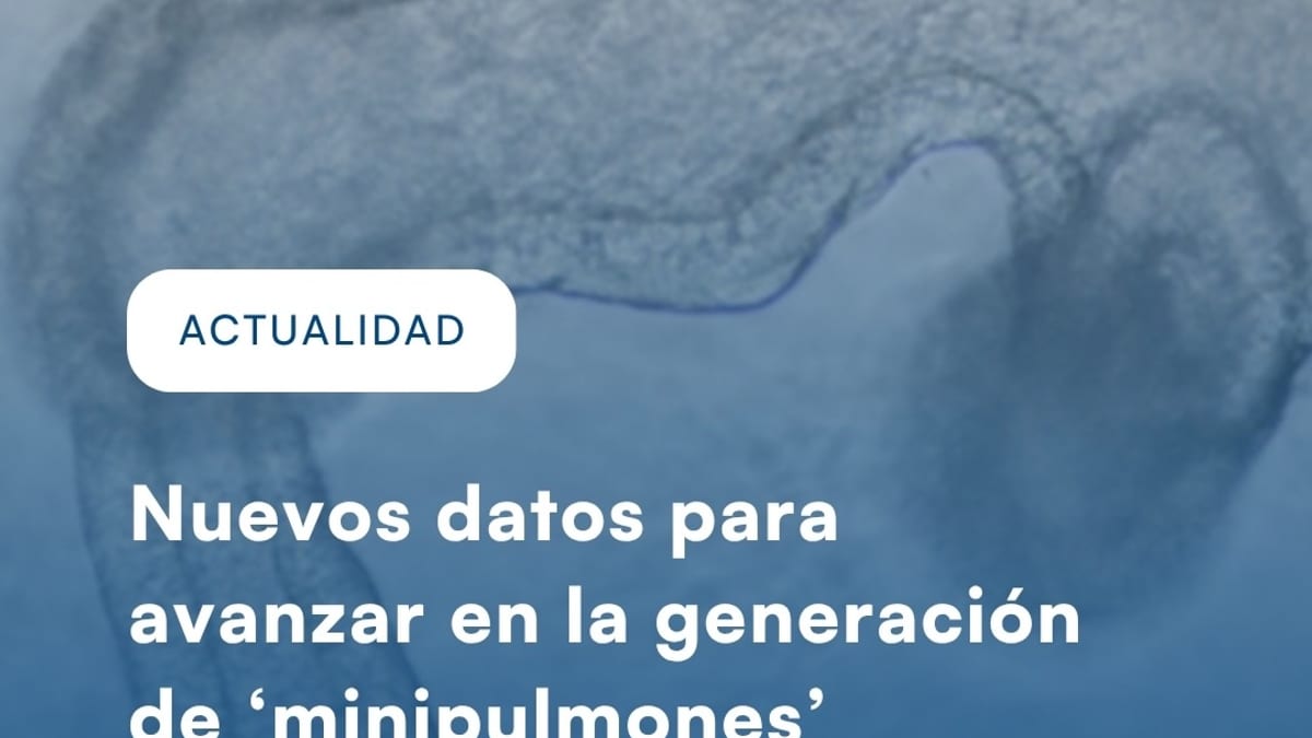 Investigadores del ISCIII trabajan en la generación de organoides pulmonares para investigación biomédica