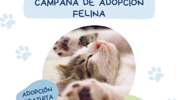 Logroño lanza campaña de adopción felina gratuita en agosto Cartel de la campaña de adopción felina gratuita del Centro de Acogida de Animales de Logroño para agosto