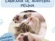 Cartel de la campaña de adopción felina gratuita del Centro de Acogida de Animales de Logroño para agosto