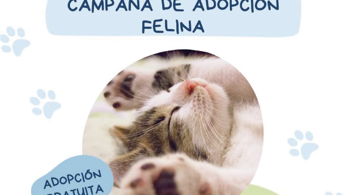 Cartel de la campaña de adopción felina gratuita del Centro de Acogida de Animales de Logroño para agosto