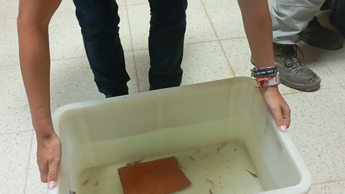 Ejemplares de ajolote recuperados por la Policía Nacional Adscrita en Granada