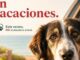Cartel campaña 'No te olvides de mí en vacaciones' del Ayuntamiento de San Fernando de Henares contra el abandono animal