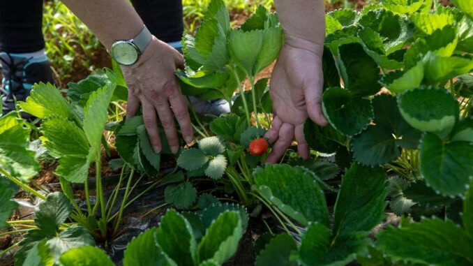 La Xunta financia con 16 millones la transformación de productos agrarios Cartel informativo de la Xunta de Galicia sobre financiación para transformación de productos agrarios