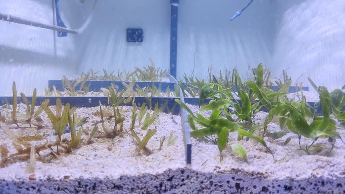 Investigación sobre praderas marinas y retención de carbono en Andalucía