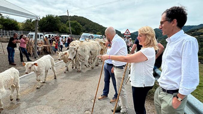 Ganadería extensiva en Cantabria con pastoreo en prado verde