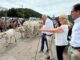 Ganadería extensiva en Cantabria con pastoreo en prado verde