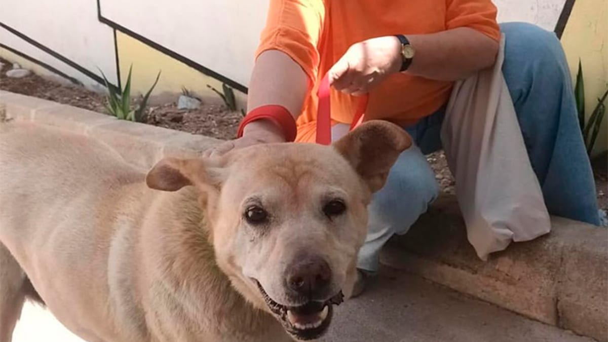 Kali, la perra abandonada adoptada en el Centro de Protección Animal de sa Coma de Ibiza