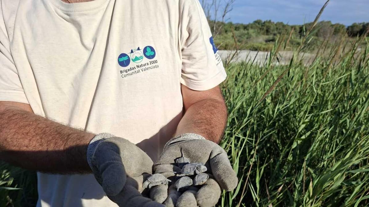 Brigadas de Red Natura 2000 trabajando en la protección de nidos de tortugas de estany en el Marjal dels Moros