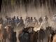 Recogida de Yeguas: más de 400 animales acompañados por yegüerizos recorren el camino desde la marisma de Doñana hasta Hinojos