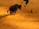 Participantes disfrutando de las vaquillas populares en la Plaza de Toros de la Ribera durante las festividades de San Mateo26 en Logroño