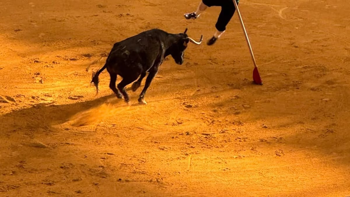Participantes disfrutando de las vaquillas populares en la Plaza de Toros de la Ribera durante las festividades de San Mateo26 en Logroño