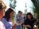 Huerto de semillas de pino radiata de la Falmega con cultivos de mejora genética forestal
