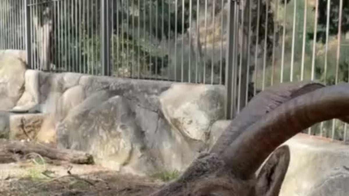 Profesionales del Centro de Recuperación de Fauna Silvestre 'El Valle' cuidando animales heridos en la Región de Murcia