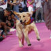 Decenas de perros se suman al Orgullo con un desfile para fomentar la adopción
